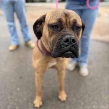 Bullmastiff Dogs Available for Adoption - Mary | PetCurious