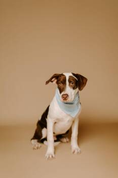 Rescue Labrador Retriever and Pit Bull Terrier Dogs for Adoption in Klein, Texas - Grayson | PetCurious