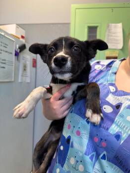 Husky Dogs Available for Adoption in Bloomington, Indiana - Stella | PetCurious