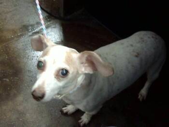 Mixed Breed Dogs Available for Adoption - JALAPENO | PetCurious