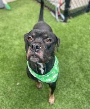 Rescue Pit Bull Terrier Dogs for Adoption in Eagle, Idaho - CJ **Courtesy Post. Out Of Town Pet. See Below For Details** | PetCurious