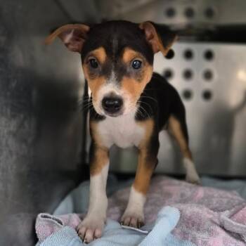Jack Russell Terrier Dogs Available for Adoption - Guru | PetCurious