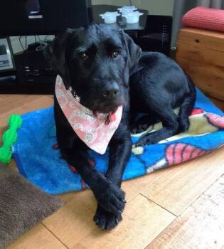 Bear -  Labrador Retriever Dog for Adoption in Toronto, Ontario - Bear | PetCurious