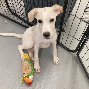 Boo -  Hound Dog for Adoption in Groveland, Massachusetts - Boo | PetCurious
