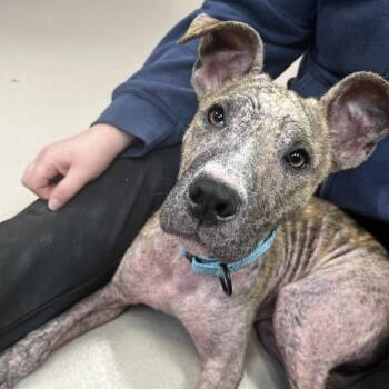 Mixed Breed Dogs Available for Adoption in Vineland, New Jersey - Frito | PetCurious