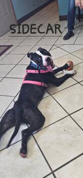 Rescue Pit Bull Terrier Dogs for Adoption in Du Quoin, Illinois - SIDECAR | PetCurious