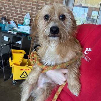 Sombr -  Wirehaired Terrier Dog for Adoption in Birmingham, Alabama - Sombr | PetCurious