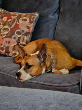 Eleven -  Pit Bull Terrier and Chihuahua Dog for Adoption in Denver, Colorado - Eleven | PetCurious