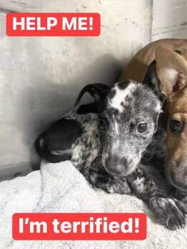 Popsicle -  Australian Cattle Dog Blue Heeler Dog for Adoption in Lakewood Ranch, Florida - Popsicle | PetCurious