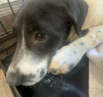 Andy -  German Shorthaired Pointer and Mixed Breed Dog for Adoption in Palm Coast, Florida - Andy | PetCurious