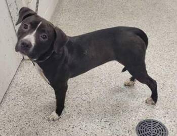 Shania -  Pit Bull Terrier and Mixed Breed Dog for Adoption in Kansas City, Missouri - Shania | PetCurious