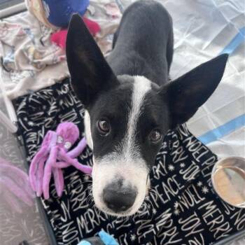 Celia Cruz -  Mixed Breed Dog for Adoption in Bentonville, Arkansas - Celia Cruz | PetCurious