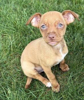 Chihuahua Dogs Available for Adoption in South Bend, Indiana - Neville | PetCurious