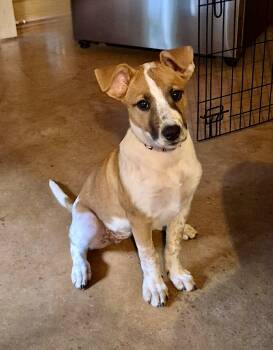 Australian Cattle Dog Blue Heeler Dogs Available for Adoption in Gulfport, Mississippi - Macie | PetCurious