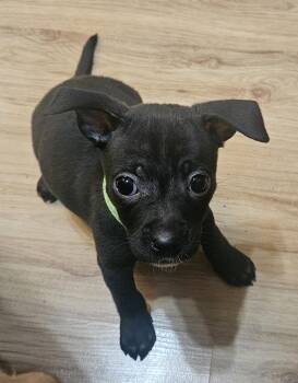 Chihuahua and Pit Bull Terrier Dogs Available for Adoption in Galt, California - Nikki | PetCurious