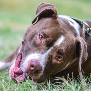 Rescue Pit Bull Terrier Dogs for Adoption in Austin, Texas - Taco | PetCurious