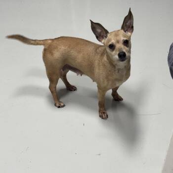 Bella -  Chihuahua Dog for Adoption in Hartford, Kentucky - Bella | PetCurious