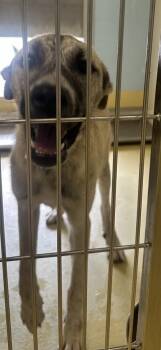 Tesla Coil -  Mixed Breed Dog for Adoption in Wichita, Kansas - Tesla Coil | PetCurious