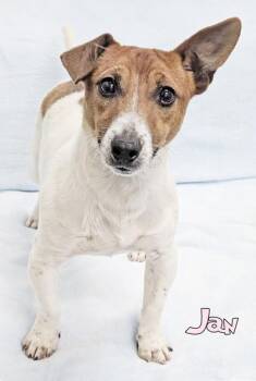 Jan -  Parson Russell Terrier and Mixed Breed Dog Available for Adoption in Mason, Michigan - Jan | PetCurious
