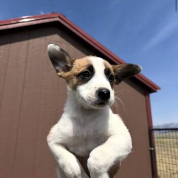 Bandita -  Mixed Breed Dog for Adoption in Wilsall, Montana - Bandita | PetCurious