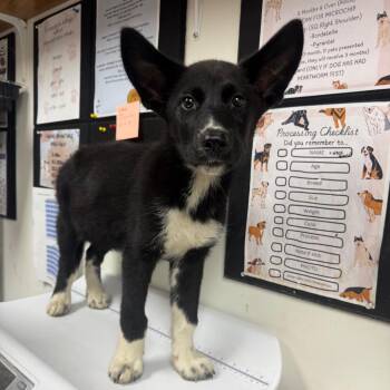 jupiter -  Husky and Cattle Dog Dog for Adoption in Parrish, Alabama - Jupiter | PetCurious