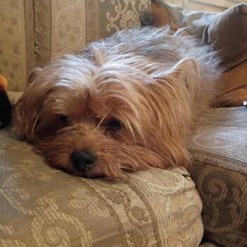 Yorkshire Terrier Dogs Available for Adoption in Potomac, Maryland - Iggy | PetCurious
