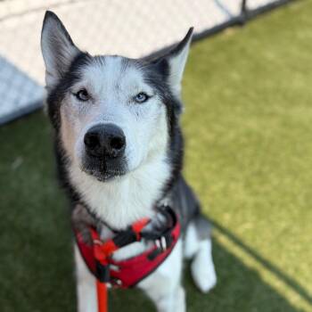 Koda -  Siberian Husky Dog for Adoption in Philadelphia, Pennsylvania - Koda | PetCurious