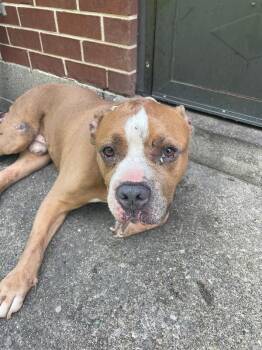 Karl -  Mixed Breed Dog for Adoption in Cincinnati, Ohio - Karl | PetCurious