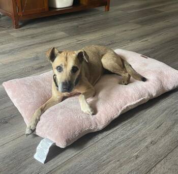 Rescue Mixed Breed Dogs for Adoption in Tucson, Arizona - COURTESY POST Maizey | PetCurious