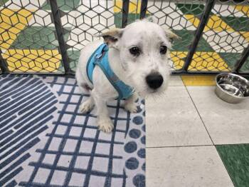 Rescue West Highland White Terrier Westie and Wire Fox Terrier Dogs for Adoption in Shorewood, Illinois - Chocolate | PetCurious