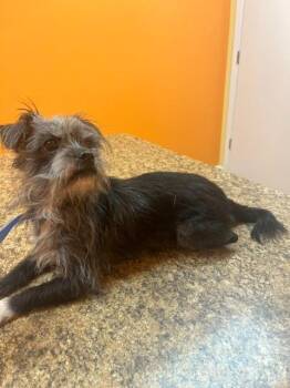 Zyri -  Cairn Terrier and Brussels Griffon Dog for Adoption in Manchester, Tennessee - Zyri | PetCurious