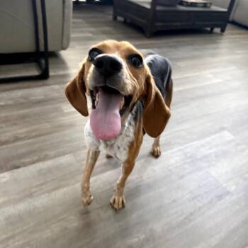 Bambi -  Beagle and Mixed Breed Dog for Adoption in Austin, Texas - Bambi | PetCurious