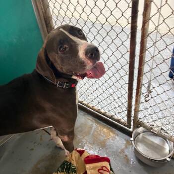 Rocky Road -  Mixed Breed Dog for Adoption in Middleburg, Florida - Rocky Road | PetCurious