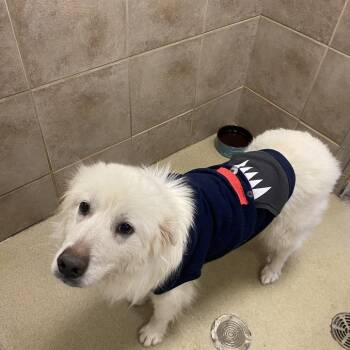 Great Pyrenees Dogs Available for Adoption - Aurora | PetCurious