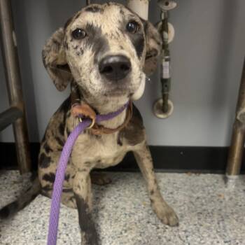 Hound Dogs Available for Adoption in Birmingham, Alabama - Darlene | PetCurious