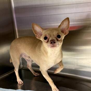 Mixed Breed Dogs Available for Adoption in Pauls Valley, Oklahoma - Margeritaville | PetCurious