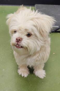 Asha -  Shih Tzu Dog for Adoption in Fruit Heights, Utah - Asha | PetCurious