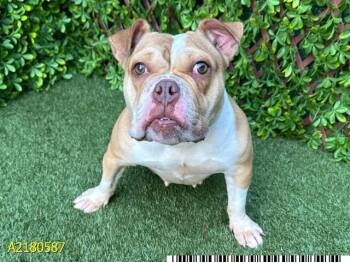 COOKIE -  Mixed Breed Dog for Adoption in West Palm Beach, Florida - COOKIE | PetCurious