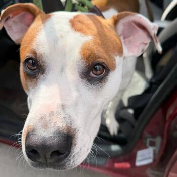 Terrier Dogs Available for Adoption in Des Moines, Iowa - Arbor | PetCurious