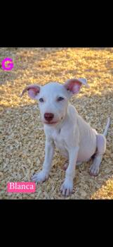 Blanco -  Pit Bull Terrier Dog for Adoption in Seaside Heights, New Jersey - Blanco | PetCurious