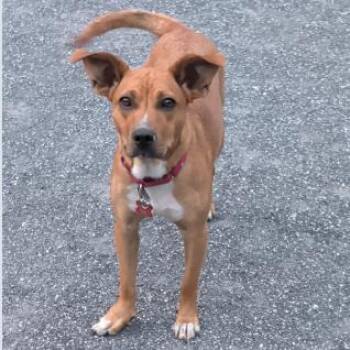 Piper -  Carolina Dog and Mixed Breed Dog for Adoption in Potomac, Maryland - Piper | PetCurious