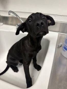 Jolene -  Dutch Shepherd Dog for Adoption in Oakland, California - Jolene | PetCurious