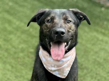 ARTHUR -  German Shepherd Dog and Mixed Breed Dog for Adoption in Charlotte, North Carolina - ARTHUR | PetCurious