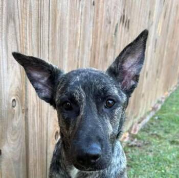 Mountain Cur Dogs Available for Adoption in Niagara Falls, Ontario - Weezer (20260413-04) | PetCurious