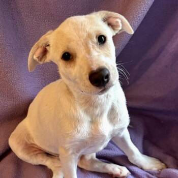Nicole -  Labrador Retriever and Golden Retriever Dog for Adoption - Nicole | PetCurious