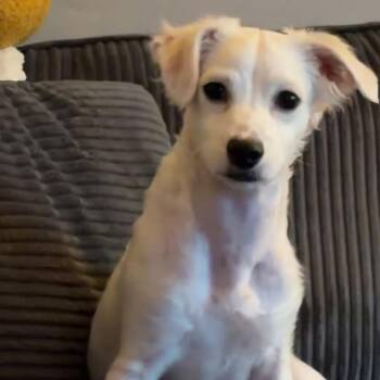 Leonardo -  Chihuahua and Shih Tzu Dog for Adoption in Tomah, Wisconsin - Leonardo | PetCurious