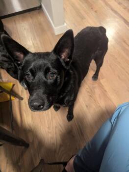 Border Collie Dogs Available for Adoption in Broomfield, Colorado - ZIGGY | PetCurious