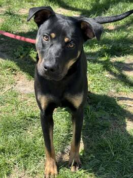 Labrador Retriever and Rottweiler Dogs Available for Adoption in Springfield, Illinois - Bruno | PetCurious