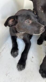 Rescue Labrador Retriever Dogs for Adoption in Houston, Texas - A643408 | PetCurious