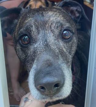 Lewis (in New England) -  Treeing Walker Coonhound Dog for Adoption in Alexander, Arkansas - Lewis (in New England) | PetCurious